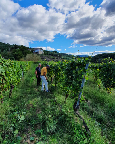 Cultura del vino en Galicia, en la bodega Cuñas Davia, que organiza actividades de enoturismo durante la vendimia